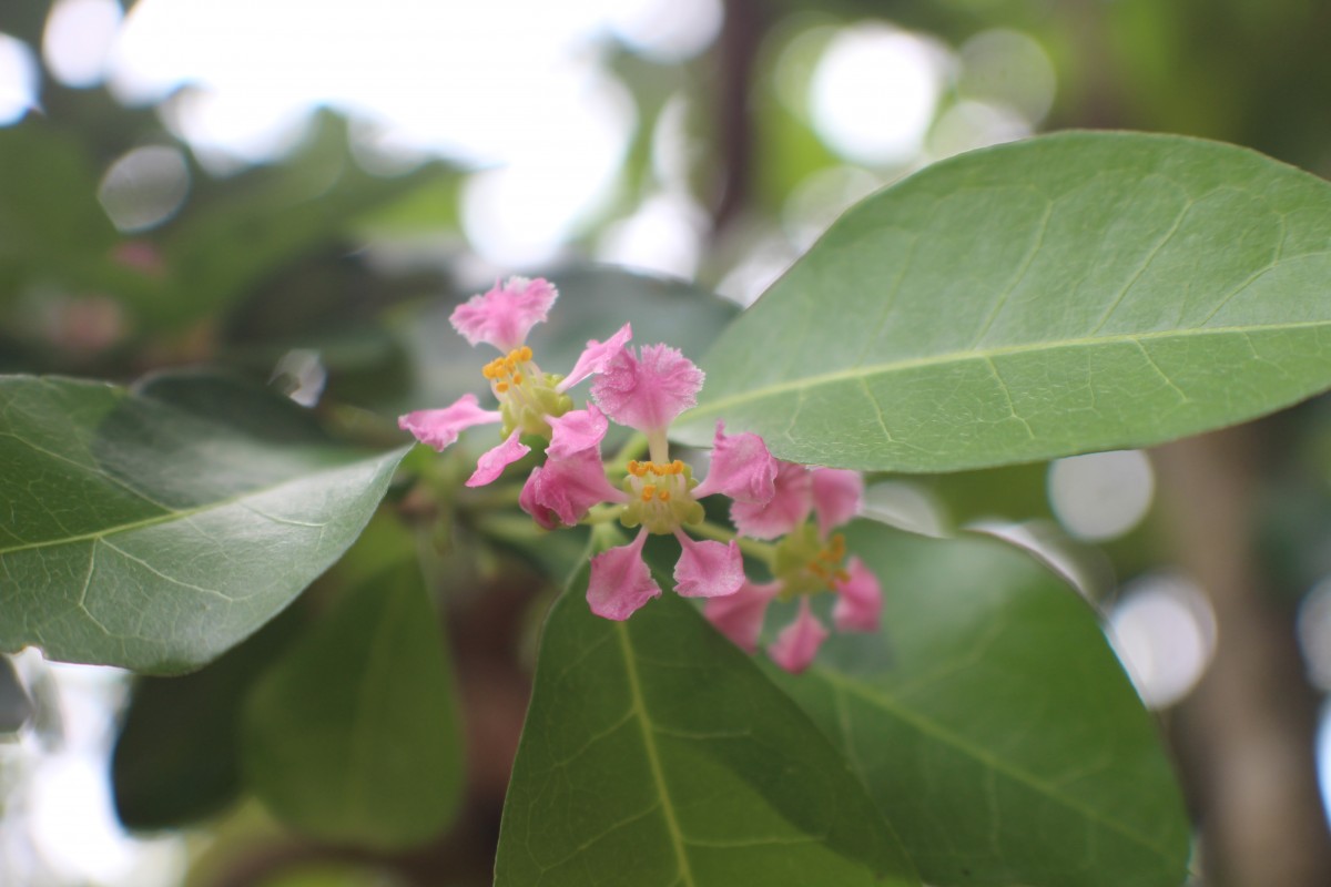 Malpighia emarginata DC.